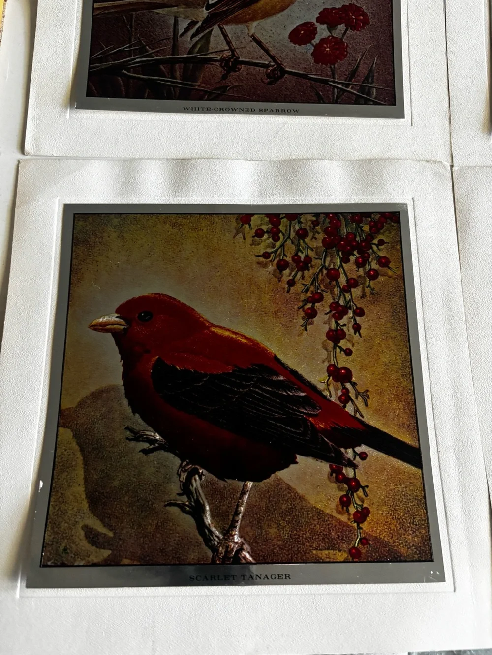Set of 4 Metallic Prints of Birds Mounted on Backing - 7
